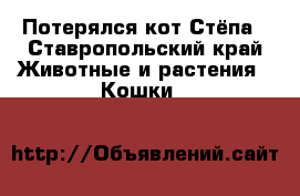 Потерялся кот Стёпа - Ставропольский край Животные и растения » Кошки   